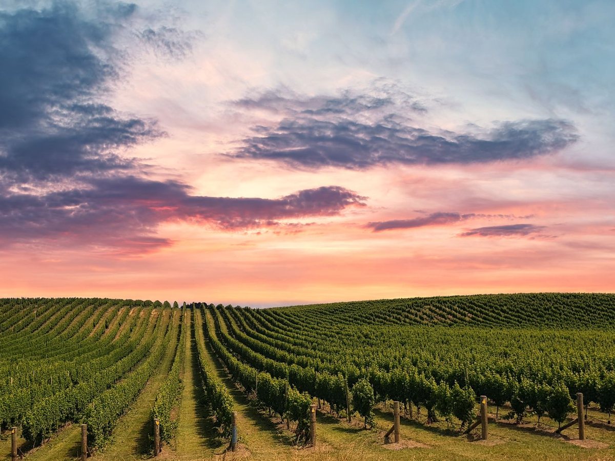 Vineyard rows in the Gibbston Valley